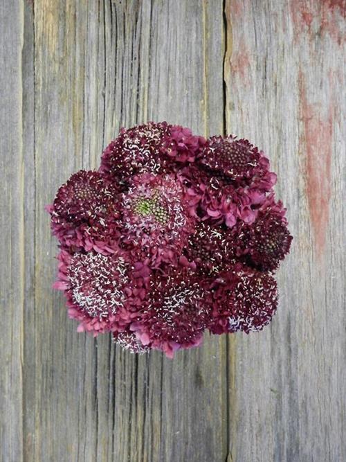 STRAWBERRY SCOOP RED SCABIOSA